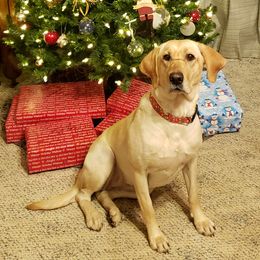Tessa - Labrador Retriever