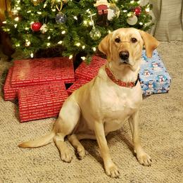 Tessa - Labrador Retriever