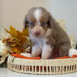 Theo - Red merle male Toy Australian Shepherd puppy in Ambrose, Georgia from Brandilyn's Aussies
