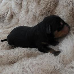 Boy 8 - Tri-color male Labradoodle puppy in Centerville, Utah from Reid Wasatch Doodles