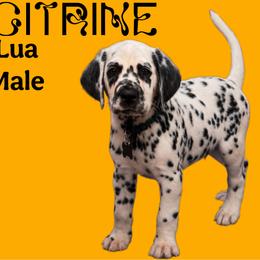 Citrine - White and black male Dalmatian puppy in Bremen, Georgia from Clark’s Dalmatians