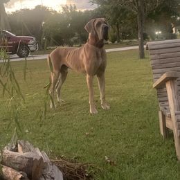 Monte - Great Dane