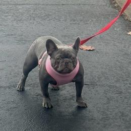 Lovely - French Bulldog
