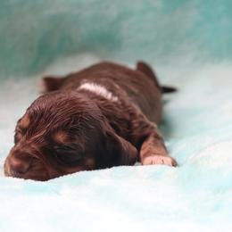 Claire 3000 - Chocolate and tan female Dachshund puppy in Coldwater, Mississippi from Mississippi Shorties Miniature Dachshunds