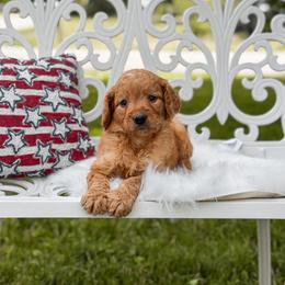 Orange collar F1B - Apricot male Goldendoodle puppy in Spokane, Washington from Beloved_doodles_WA