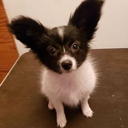 Papillons from Lindel Papillons