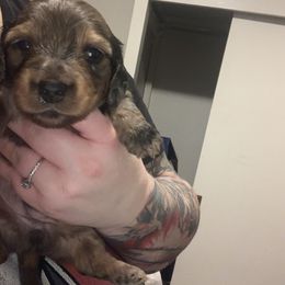Dachshund Puppies from Thedachhouse