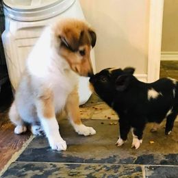 Collie Puppies from Katrina's Collies