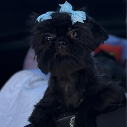 Trixie - Black female Shih Tzu puppy in Las Vegas, Nevada from Vegas Shih Tzus
