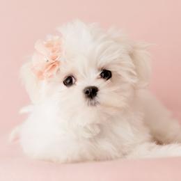 Maltese Puppies from Made to Love Maltese LLC
