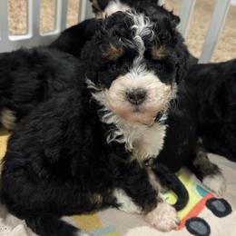 Cruz - Tri-color female Bernedoodle puppy in Portland, Oregon from Sandy Creek Bernedoodles
