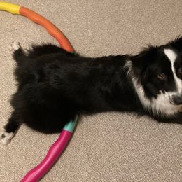 Australian Shepherd All Grown Up from Twin Lakes Ridge Farm