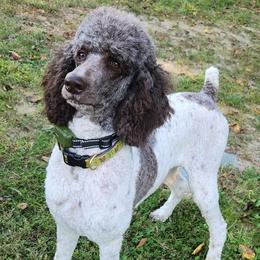 Claire - Poodle