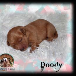 Doody - Dark golden male Golden Retriever puppy in Anson, Texas from Diamond Bar N Ranch