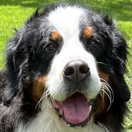 Lolita - Bernese Mountain Dog