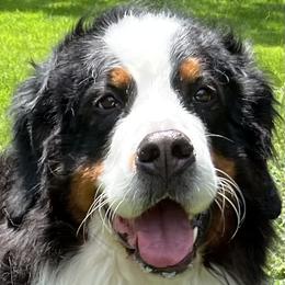 Lolita - Bernese Mountain Dog