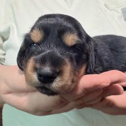 Artemis - Black and tan male Dachshund puppy in Homosassa, Florida from SAN’S Dachshunds