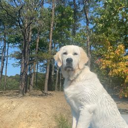 Golden Retriever Puppies from Life is Golden Retrievers