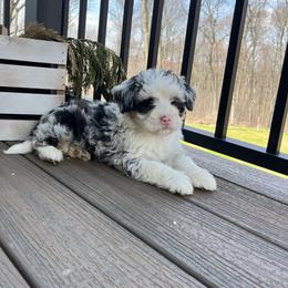 Gunner - Blue merle male Bernedoodle puppy in Holtwood, Pennsylvania from Country Ridge Puppies