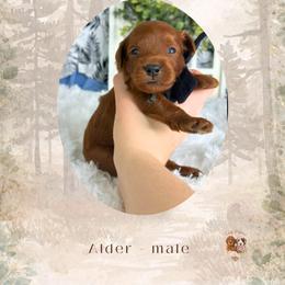 Alder - Red  male Goldendoodle puppy in Canton, Georgia from Teddy Puppies