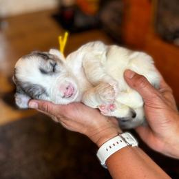 Liberty - Blue merle and white female Sheepadoodle puppy in Vernonia, Oregon from Life Unleashed Farm