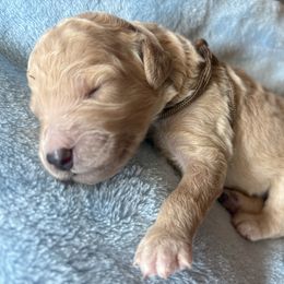 Brow - Cream male Poodle puppy in Redlands, California from LEI Kennels