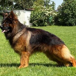 Santo von der Stadt Mosbach - Black and red male German Shepherd puppy in Canton, Texas from WILDWOOD GERMAN SHEPHERDS