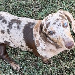 Bailey - Dachshund