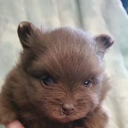 Boy 1 - Chocolate male Pomeranian puppy in Tulsa County, Oklahoma from CP Kennels