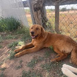 Kenai - Golden Retriever