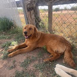 Kenai - Golden Retriever