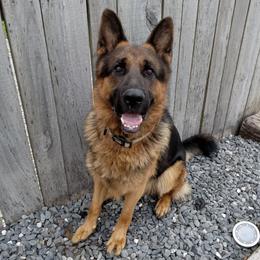 Kash - Black and red male German Shepherd puppy in Milford, Indiana from Olde Heritage K-9