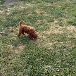 Girl 1 - female Poodle puppy in Milan, Illinois from Lisa Riley