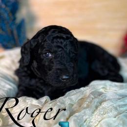 Roger - Silver male Poodle puppy in Greenville, North Carolina from Grace Poodles