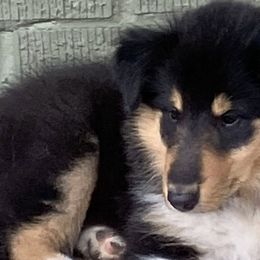 Collies from Malloy’s Providence Ranch