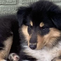 Collies from Malloy’s Providence Ranch