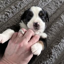 Willow - Black tri female Miniature Australian Shepherd puppy in Romney, West Virginia from South Branch Mini Aussies