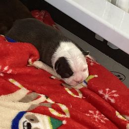 Boy 1 - Boston Terrier puppy in Newport, Oregon from Blue Coast Bulldogs