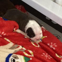 Boy 1 - Boston Terrier puppy in Newport, Oregon from Blue Coast Bulldogs