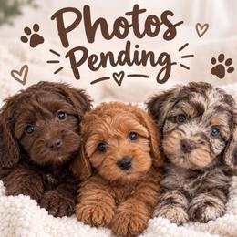 Boy 1 - Chocolate male Goldendoodle puppy in Miami, Florida from Milk Drunk Doodles And Poodles