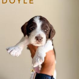 Doyle - Chocolate male Goldendoodle puppy in Dallas County, Texas from Dream A Little Doodle