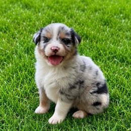 Malibu - Blue merle female Australian Shepherd puppy in Howardsville, Virginia from Spectacular Aussies and Cavaliers