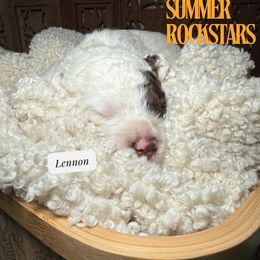 Lennon - Brown and white male Cockapoo puppy in Arizona from Copper State Cockapoos