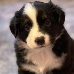 Girl 3 - Black tri Miniature Australian Shepherd puppy in Corydon, Indiana from Arbuckle’s Lookin Good Aussies (LGA)