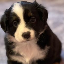 Girl 3 - Black tri Miniature Australian Shepherd puppy in Corydon, Indiana from Arbuckle’s Lookin Good Aussies (LGA)