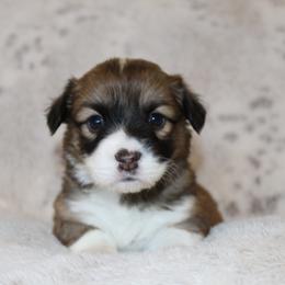 Rose (fluffy) - Red female Pembroke Welsh Corgi puppy in Goliad, Texas from Rogers’ Fluffy Butt Corgis