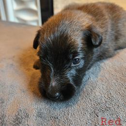 Red - Mahogany and black male Belgian Tervuren puppy in Merrill, Michigan from Reves Vifs Belgian Shepherds