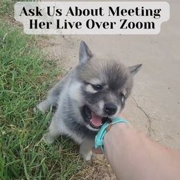 Poppy - Wolf sable female Pomsky puppy in Weir, Texas from Bluebonnet Pomskies