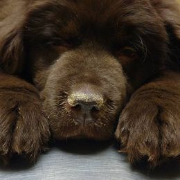 Newfoundlands from H & M Acres Newfoundlands