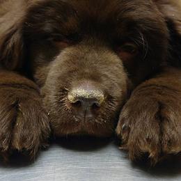 Newfoundlands from H & M Acres Newfoundlands